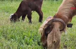 Enkazdan çıkarılan keçinin yavrusuna veterinerin adı verildi