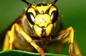 ‘Kokarca’ya karşı 30 bin ‘samuray arı’!