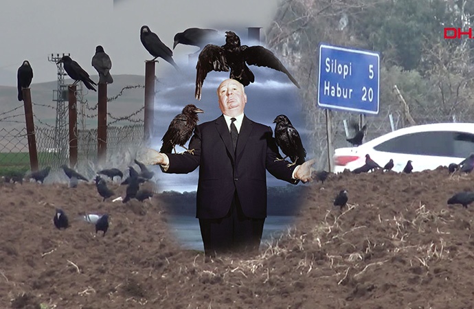 Hitchcock’un “Kuşlar” filmi Şırnak’ta gerçek oldu