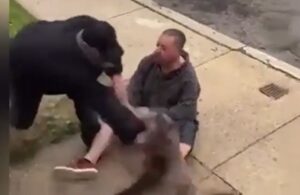 Tartıştığı adamın pitbullu köpeğine saldırınca hem köpeği hem sahibini yumrukladı!