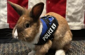 Tavşan ‘Percy’ polis oldu!