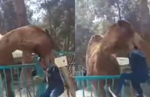 Hayvanat bahçesindeki deve küçük çocuğu ensesinden yakalayıp havaya kaldırdı