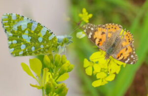 Diyarbakır’da kelebeklerin 40 kilometre hızdaki göçü başladı