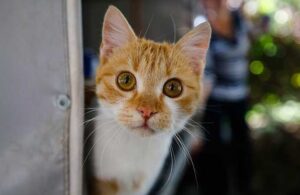 Kadıköy’de toplu kedi ölümleri emniyeti harekete geçirdi