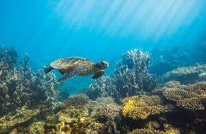 Panama deniz kaplumbağalarına yasal haklar verdi!