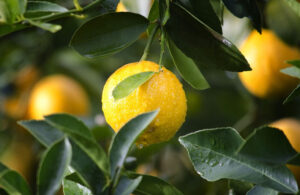 Nisan’da üretici market fark şampiyonu Yüzde 573’le limon!