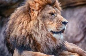 Dünyanın en yaşlı vahşi aslanlarından Loonkiito’yu köylüler öldürüldü