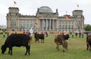 Çevreciler inekleri Meclis bahçesinde otlattı