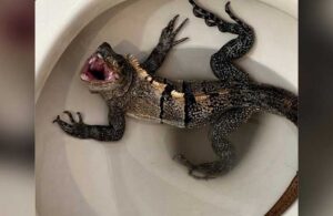 Tuvalete girince neye uğradığını şaşırdı! “Godzilla’yla karşılaştım”