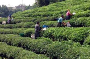 Çay alım fiyatı üreticiyi isyan ettirdi! “Gübre ve işçi parasını karşılamıyor, böyle zam istemiyoruz”