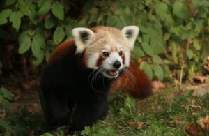 Kızıl panda Ponzu eşiyle sorun yaşayıp ‘evi’ terk etti!