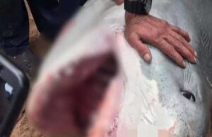 Köpek balığı saldırısına uğrayan Rus turist hayatını kaybetti