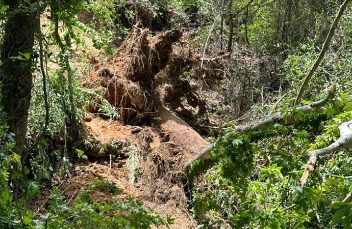 Muğla’da turistlerin üzerine ağaç devrildi: Rus vatandaşı hayatını kaybetti