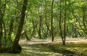 Antalya’da ormanlara 4 kilometre mesafede bile ateş yakmak yasak