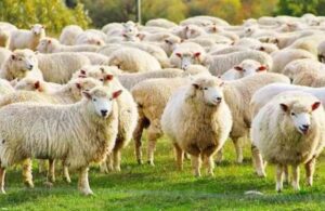 Koyun sürüsü ağıla sahipsiz geri dönünce çobana yıldırım çarptığı ortaya çıktı