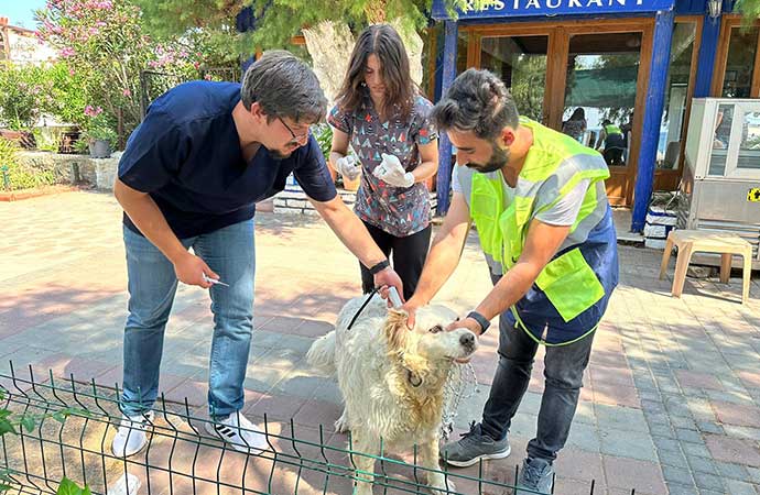 Bodrum Belediyesi’nden sokak hayvanlarına sağlık hizmetleri
