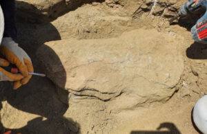 Çankırı’da 28 milyon yıllık dev gergedan fosili bulundu