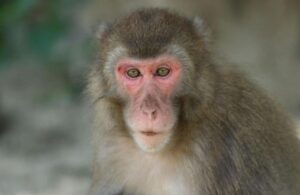 Erkek makak maymunlarının biseksüel olduğu ortaya çıktı!