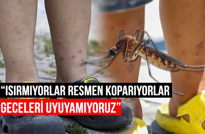 Hastanelerde sivrisinek vakaları patladı! “Yeni türler baskın oldu önlem alın”