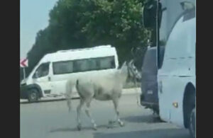Eskişehir’de isyan ettiren görüntü! Atı aracın arkasına bağlayıp koşturdu