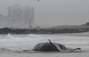 İskoçya’da toplu balina ölümü! “Bir balina tüm sürüyü kıyıya çekti”