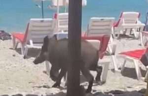 Yaban domuzu plaja indi! İnsanlara aldırış etmedi şezlongların üzerinden atladı