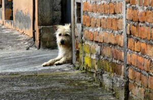 İstanbul Valiliği’nden sokak hayvanlarını kısırlaştırma talimatı