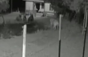 Evin önüne gelen ayılara kafa tutan köpek kamerada