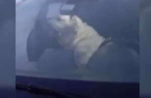 Otomobile giren köpek aracı rehin aldı!
