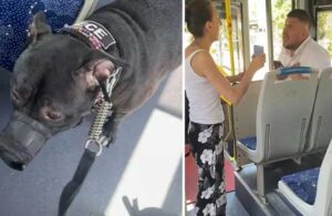 ÖHO şoförü kural tanımadı! Köpeğiyle otobüse binmek isteyen kadını zorla indirdi