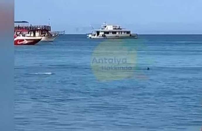 Vatandaşlar Antalya sahilinde gördüğü köpek balığını taşla kovaladı