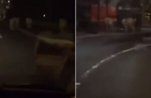 Fransa sokaklarında 3 aslan görüntülendi! “Protestocular hayvanları serbest bıraktı” iddiası