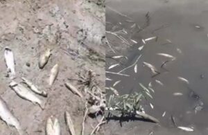 Termik santral yine zehir saçtı! “Balıklar ölmüş durumda”