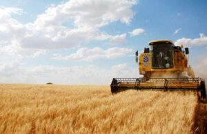 Buğdayda ihracatının önü açıldı! “Şekerdeki gibi yüksek fiyattan buğday ithal etmek zorunda kalacağız”