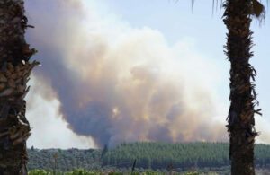 Milas’taki yangının çıkış nedeni belli oldu! 1 sigara izmariti ile 160 hektar alan küle döndü
