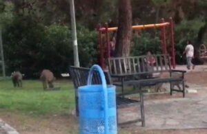 Çocuklar parkta oynarken domuz ailesi yiyecek aradı!