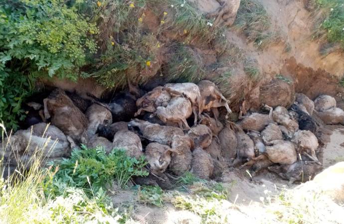 En öndeki koyunu takip ederek uçurumdan atlayan 130 koyun öldü