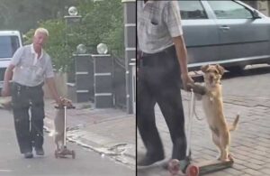 Aydınlı amca köpeğini scooterla gezdirdi