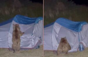 Üstüne atladığı çadırı parçalayan ayı da çevredekiler de neye uğradığını şaşırdı