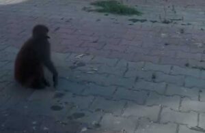 İstanbul’da sokakta dolaşan maymun yoldan geçenlere saldırdı!