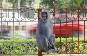 G20 zirvesi öncesi Hindistan’da maymun alarmı