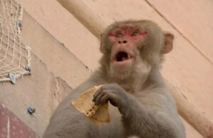 Hindistan’da maymun, 4 aylık bebeği çatıdan attı