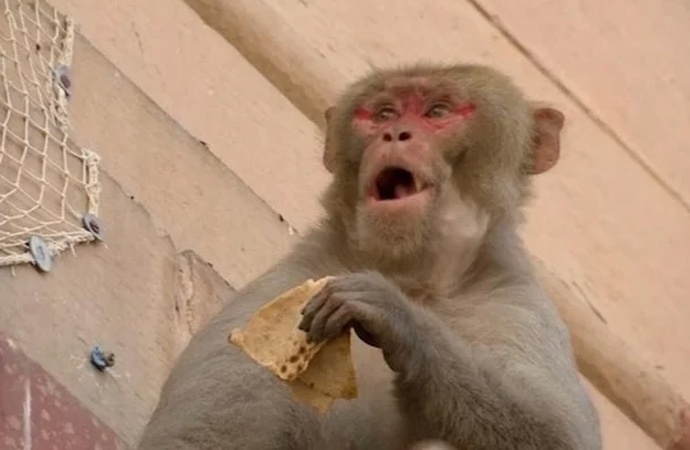 Hindistan’da maymun, 4 aylık bebeği çatıdan attı