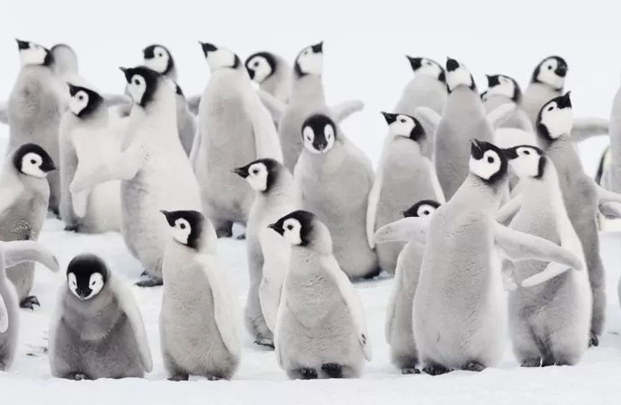 İklimin krizinin engellenemeyen sonucu! Buzullar eridi, 10 bin yavru penguenin ölüsü bulundu