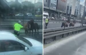 İstanbul D-100’de ‘başıboş at’ paniği! Polis ikna etmeye çalıştı