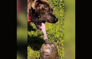 Köpeğin dilini kaplumbağa kaptı!