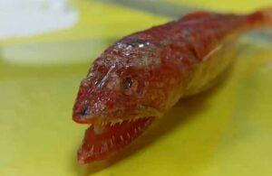 Kızıldeniz’de yaşayan yırtıcı balık türü Akdeniz’de görüldü! “Ege’ye kadar yayılabilir”