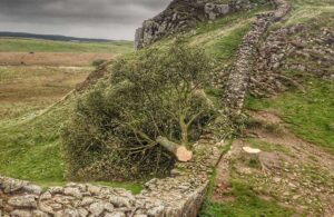 İngiltere’de üç asırlık sembol ağacı kesen 16 yaşındaki çocuk gözaltına alındı