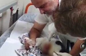 Yaralı kediyi tedavi ettirmek için veteriner bulamayınca hastaneye getirdi