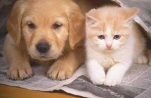 Çanakkale’de toplu kedi ve köpek ölümleri: Zehirleme iddiası yargıya taşındı